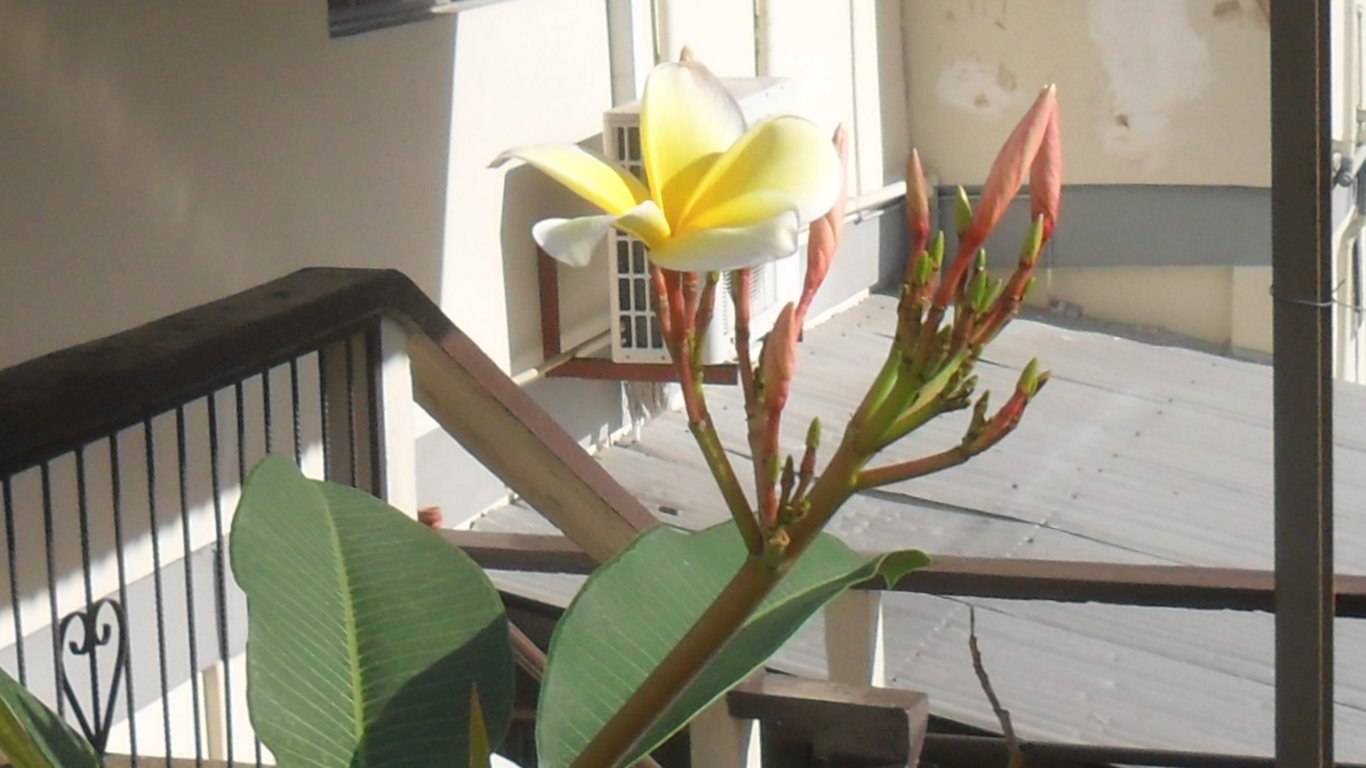 38_yellow frangipani_skinner street_san fernando_20121212_SAM_2283B_tobagojo@gmail.com_1366w_768h